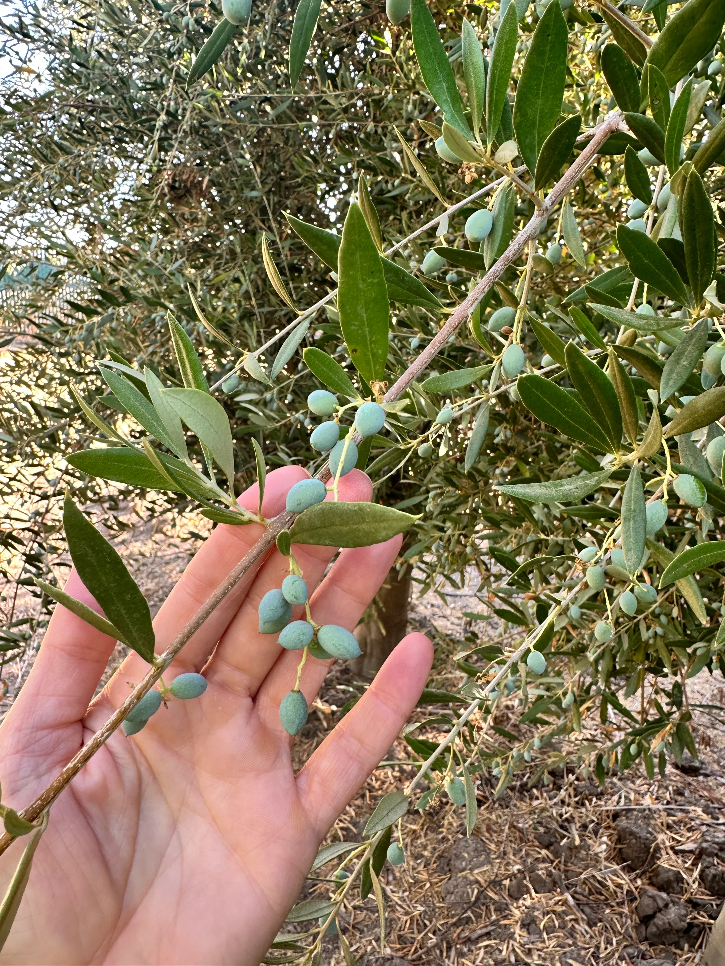 A hand holding a branch of young olives