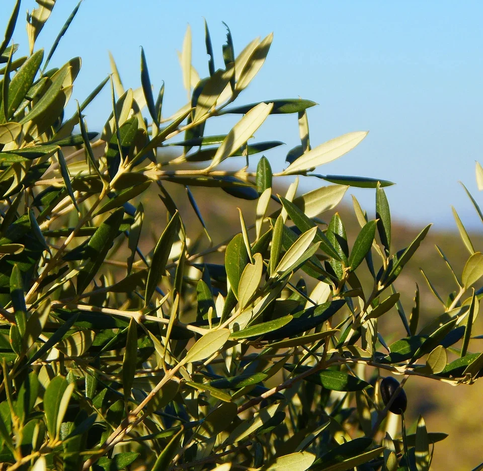 Olive branches in the sun