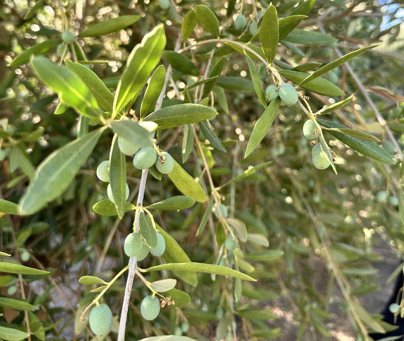 Olives growing on an olive branch